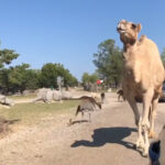 Things To Do In Killeen