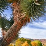 Things To Do In Palmdale