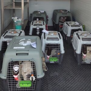 CDC New Dog Import Form for Nigeria to USA