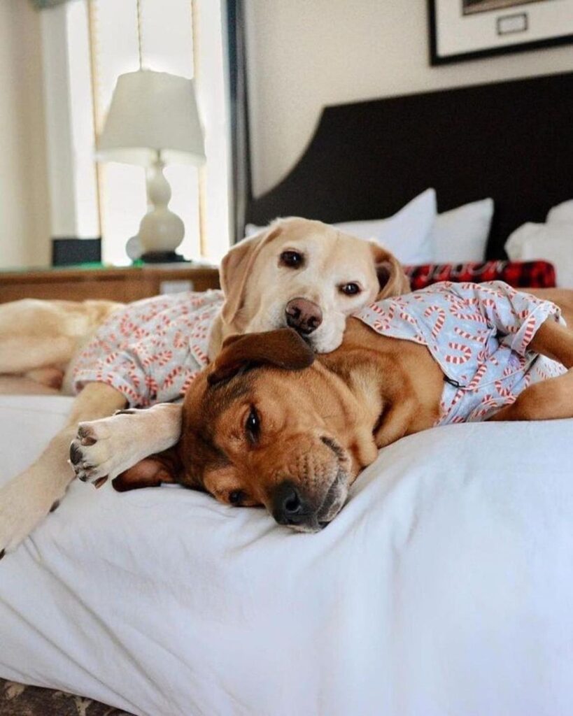 Dog friendly hotels Asheville NC hiking trails