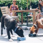 Dog friendly hotels Newport RI, no pet fees