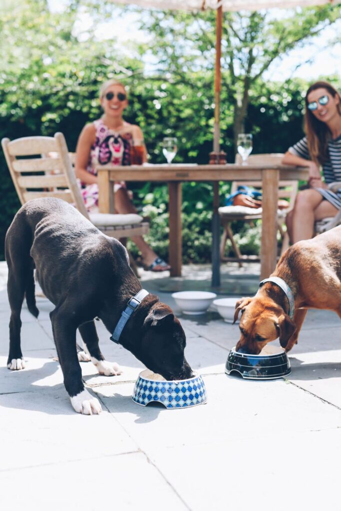 10 Dog friendly hotels Newport RI, Allow Big Dogs (2026 Fees Checked by Phone) Dog friendly hotels Newport RI, no pet fees