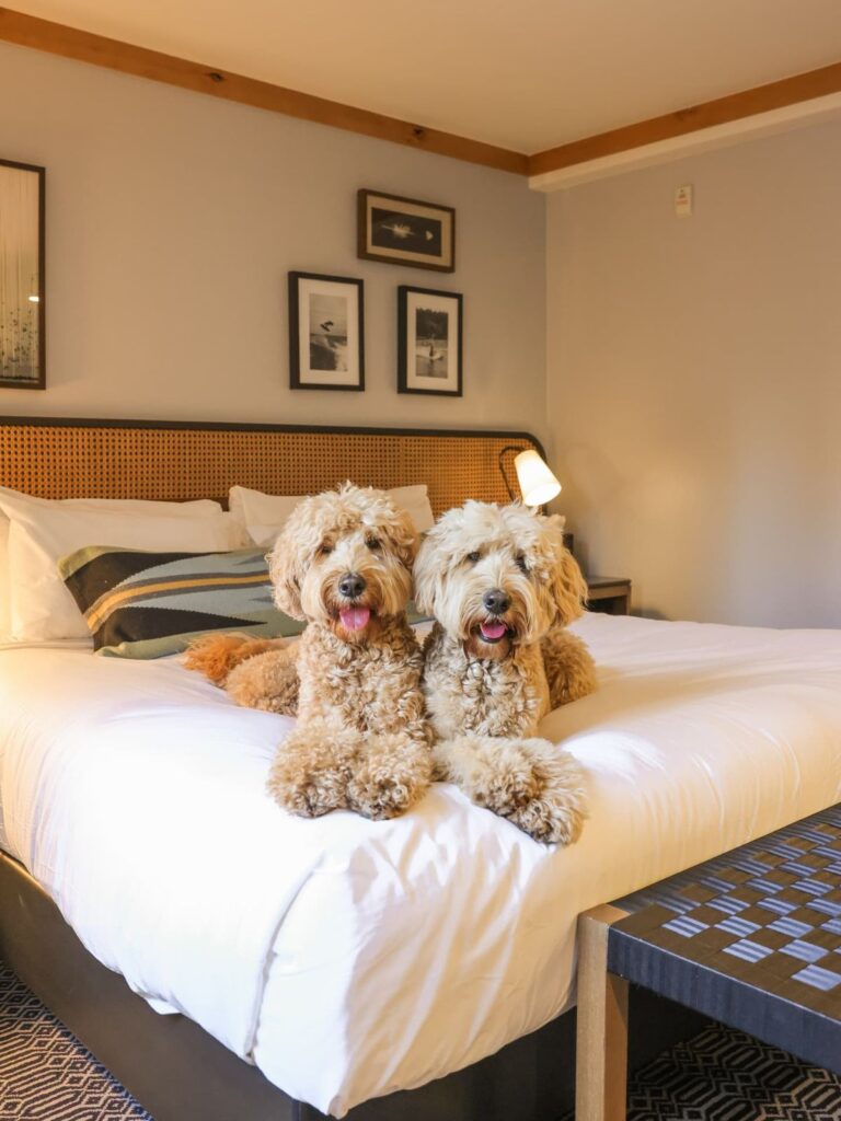 Dog friendly hotels Stowe VT