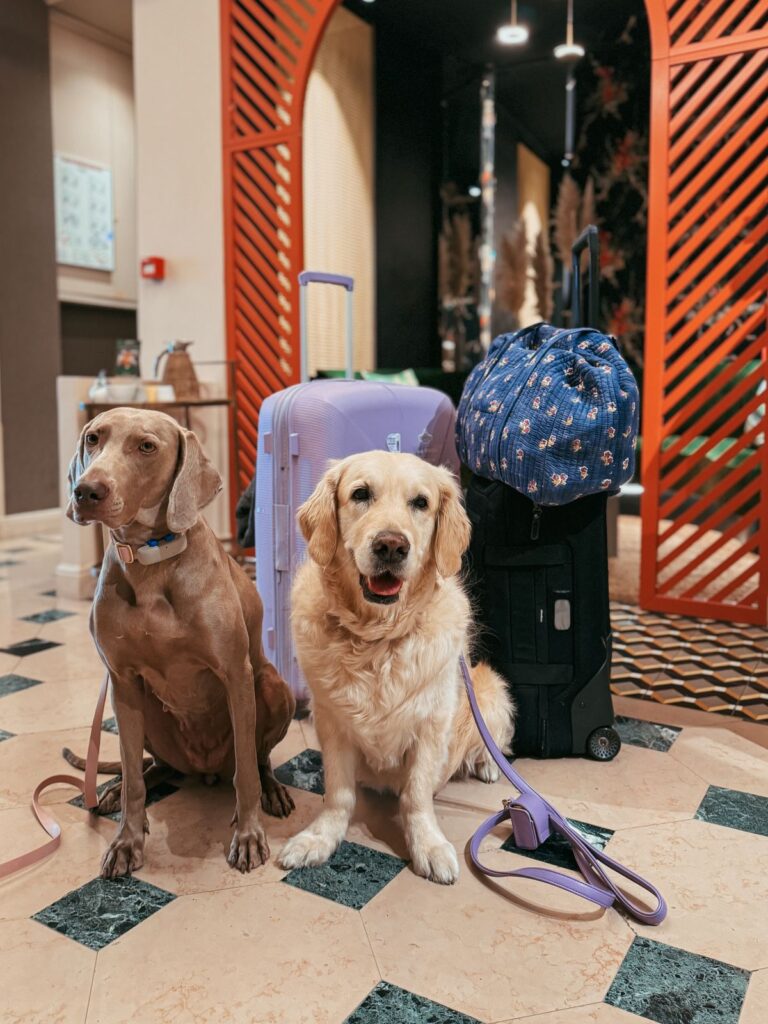 Dog friendly hotels Vail CO, air purification Dog friendly hotels Vail CO air purification
