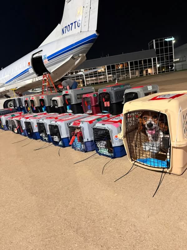 Cost to Fly Dog from Nigeria to USA Cargo 2026 Cost to Fly Dog from Nigeria to USA Cargo