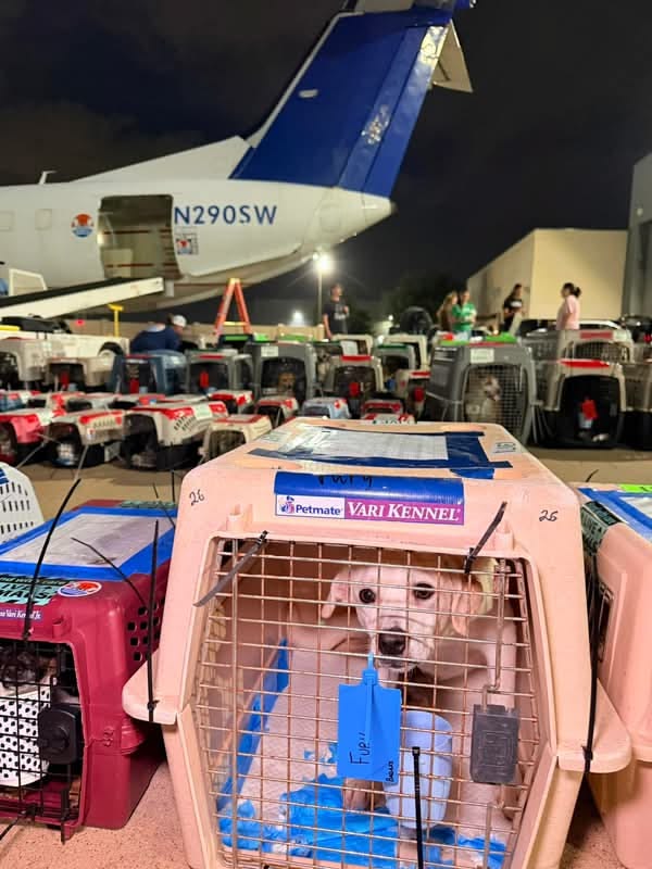 How to Fly Your Dog from Nigeria to USA in 2026: Cost & CDC Rules How to Fly Your Dog from Nigeria to USA: Cost & CDC Rules